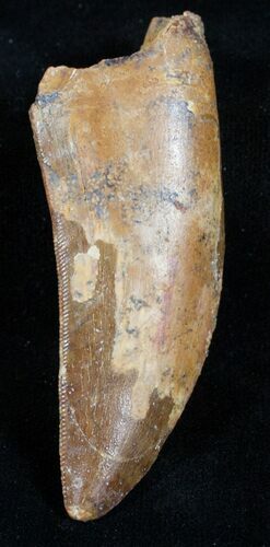 Fantastic Inch Deltadromeus Tooth #3523